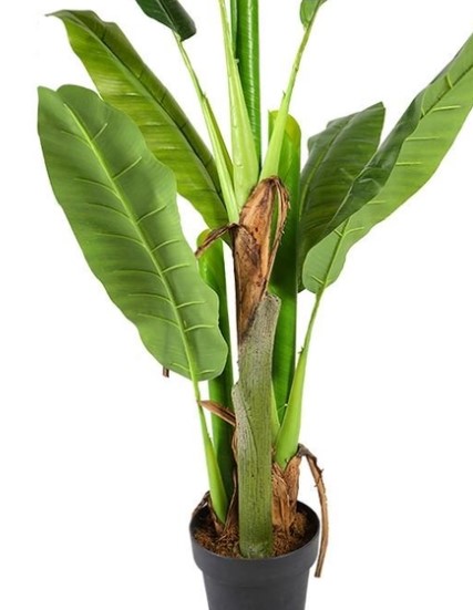    engard banana tree 140 (dw-08)