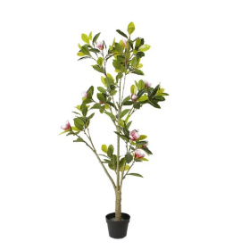    engard magnolia tree 150 (dw-18)