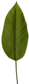    engard spathiphyllum 65 (dw-33)