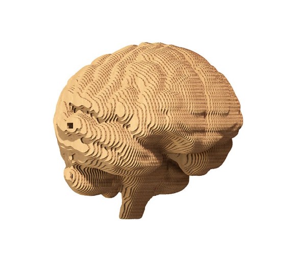    cartonic 3d puzzle brain (cartbrain)