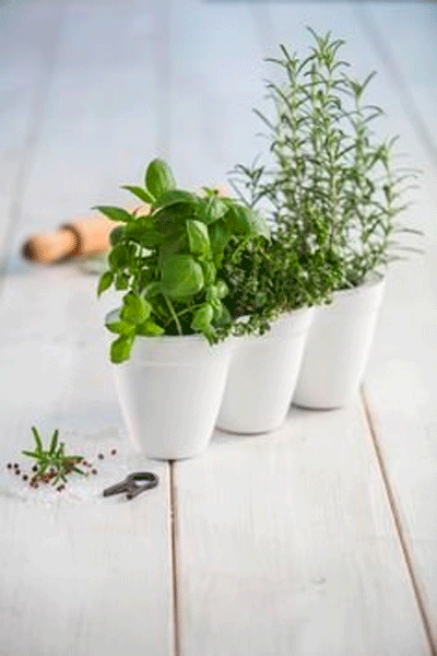     keter ivy herbs  (7290103668112)