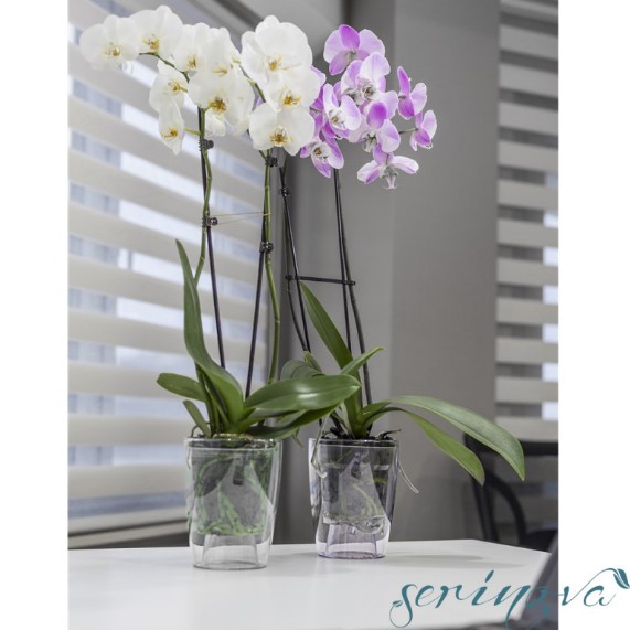   serinova orchid 0,7 (11771)